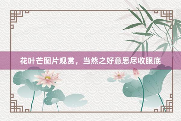 花叶芒图片观赏，当然之好意思尽收眼底